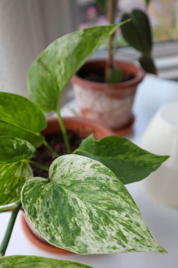 Marble Queen Pothos leaf