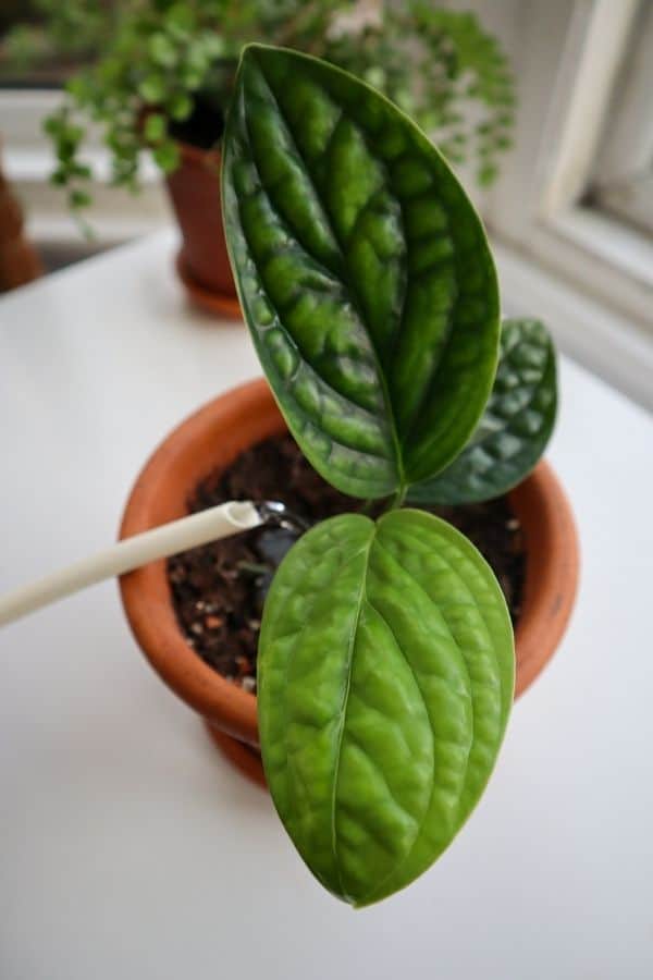 Watering a Monstera Peru