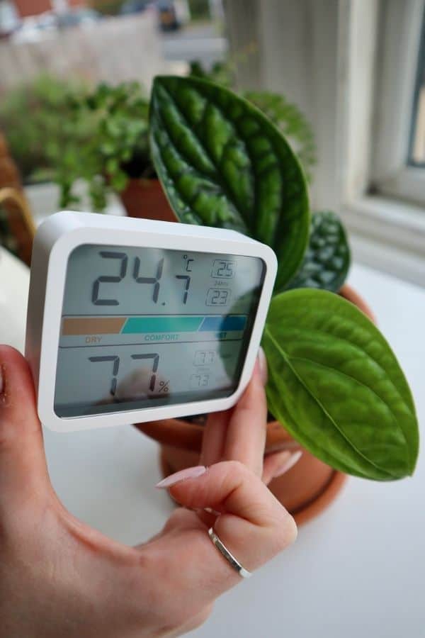 Monstera Peru temperature and humidity