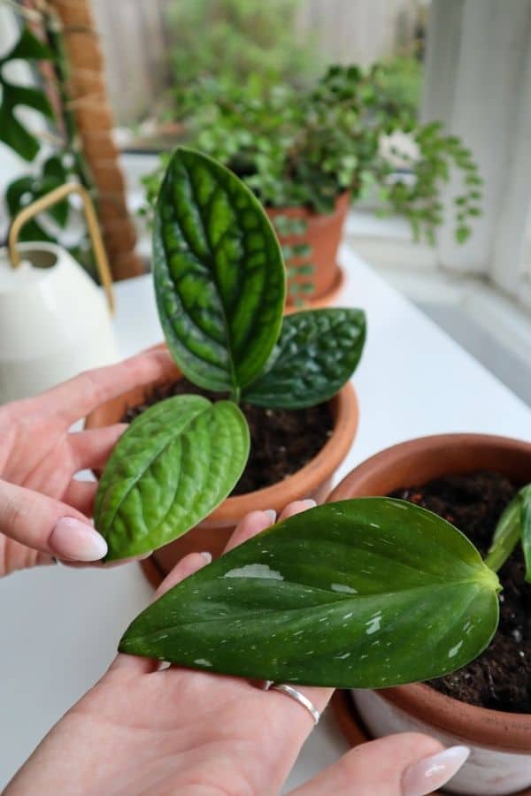 Comparison between monstera standleyana and monstera peru