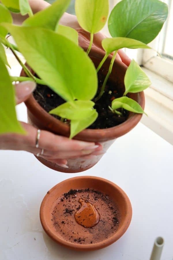 Watering a neon pothos