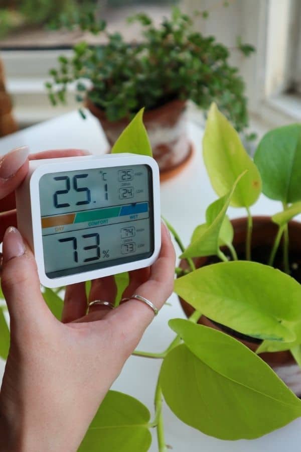 Neon Pothos temperature and humidity