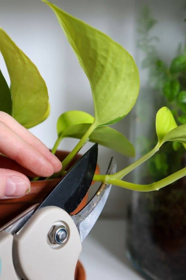 Pothos propagation