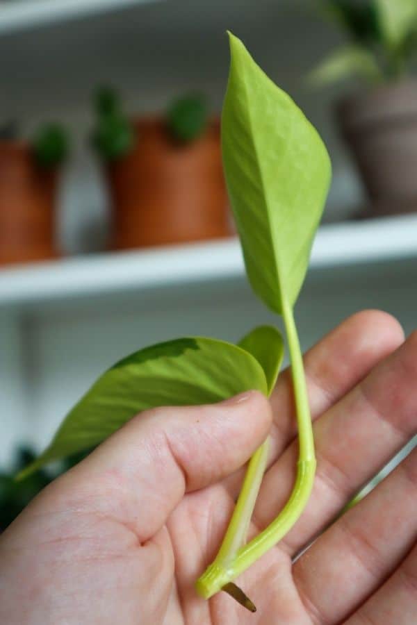 Pothos propagation