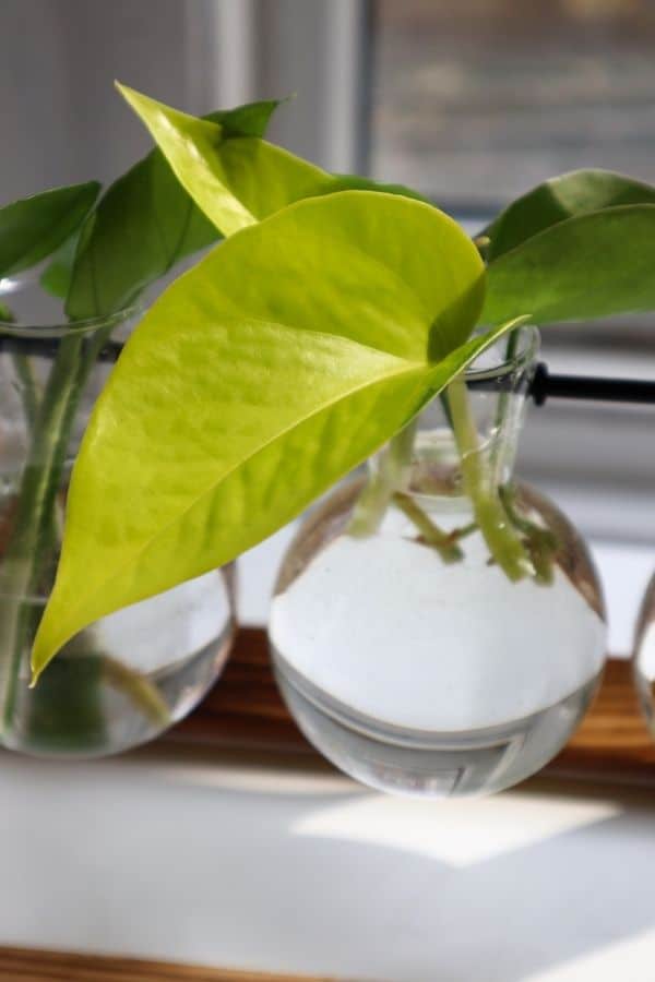 Pothos propagation