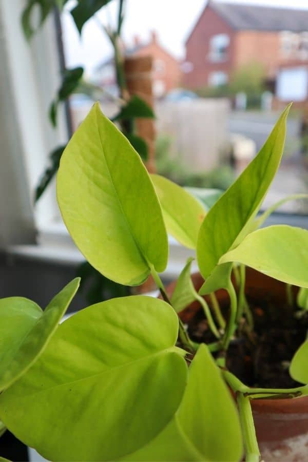 Neon Pothos foliage