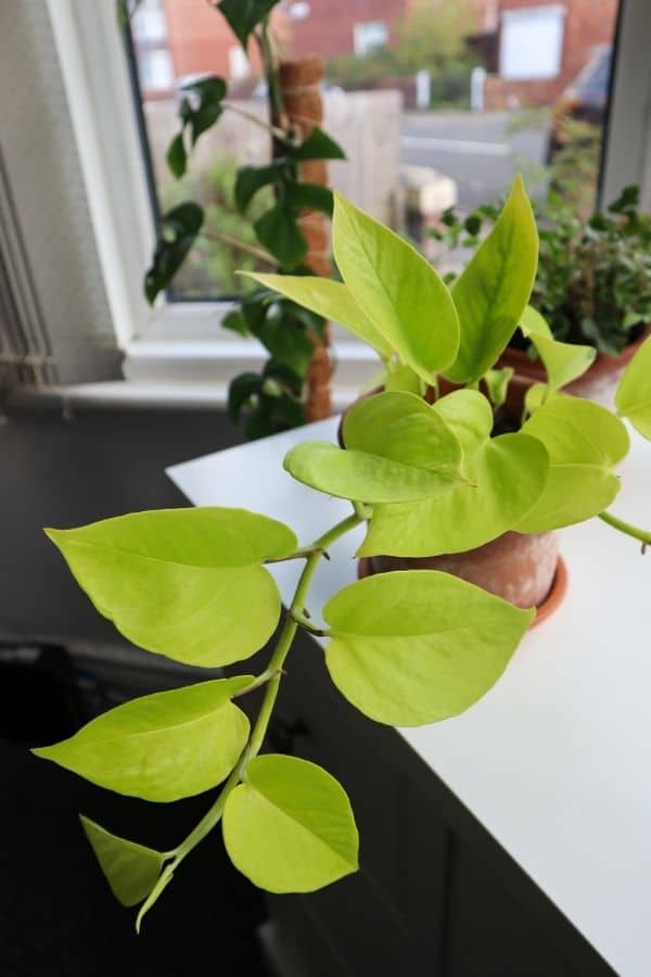 Neon Pothos