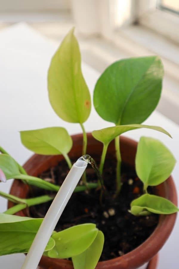 Watering a neon pothos