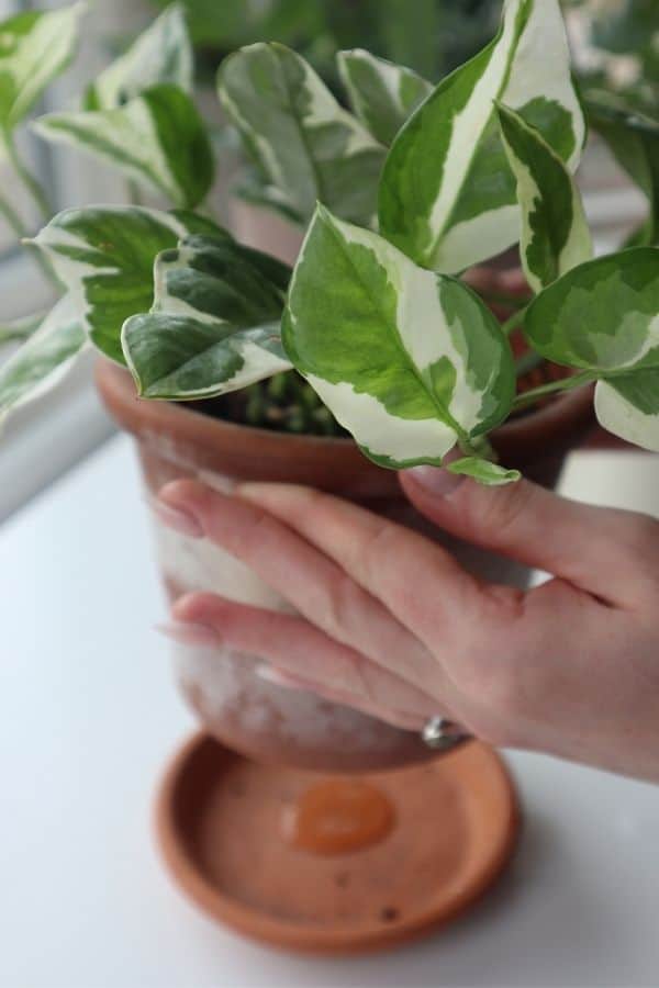 Watering an Njoy Pothos