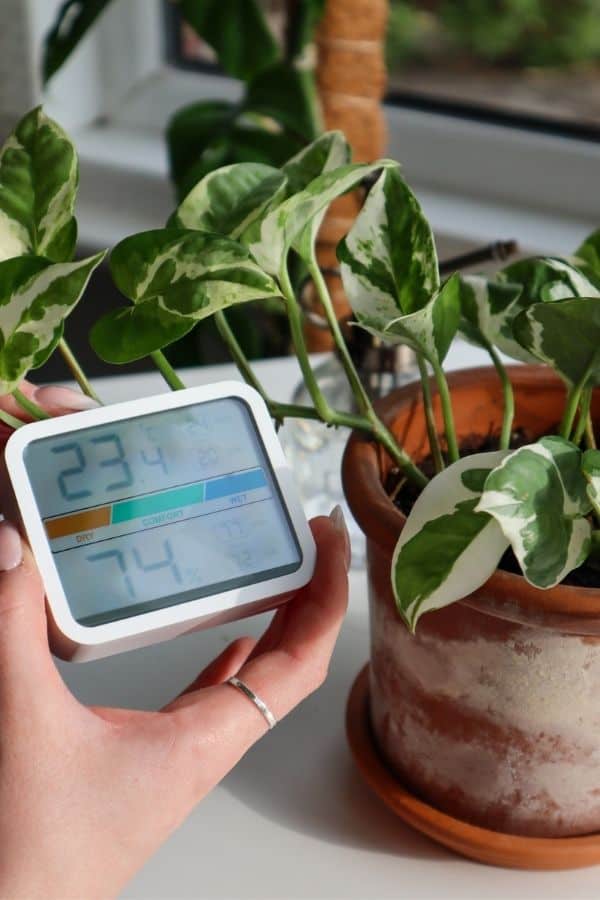 Njoy Pothos + humidity meter