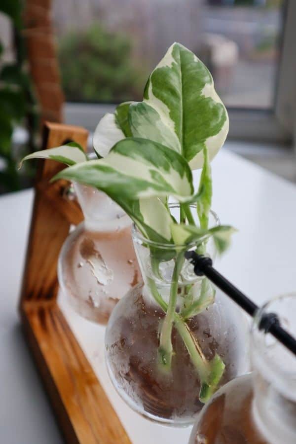 Njoy Pothos water propagation.