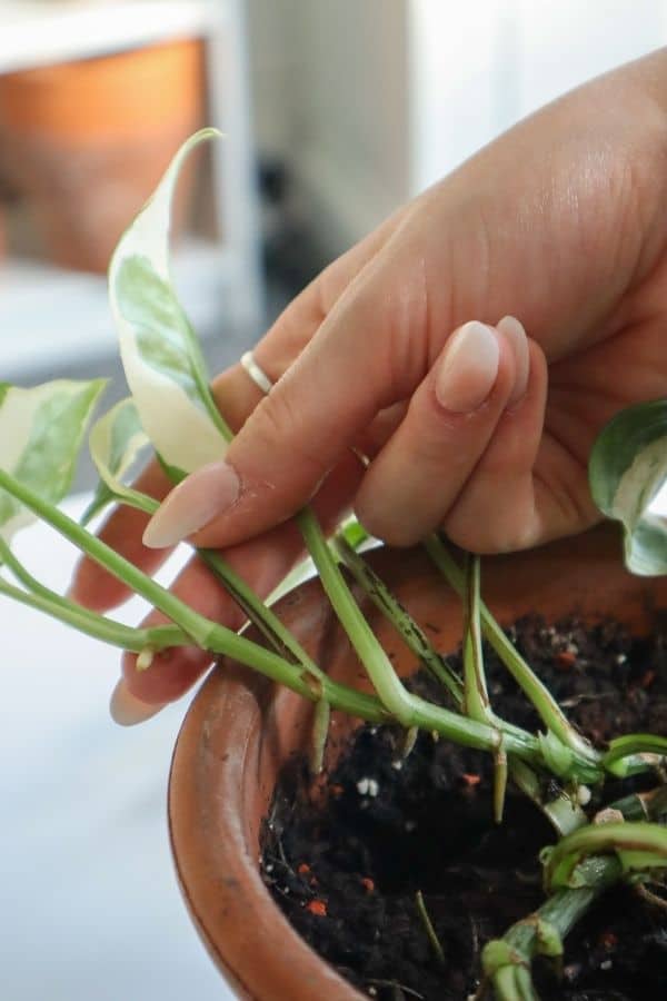 Njoy Pothos propagation.