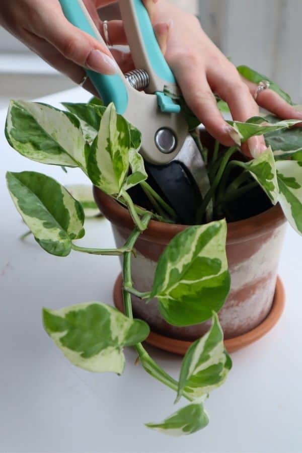 Pruning an Njoy Pothos 