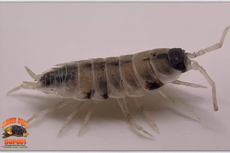 "Oreo Crumble" Isopods (Porcellionides pruinosus)Β