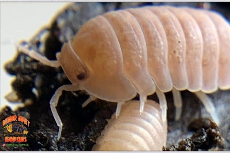 Papaya Isopods (Cubaris murina)