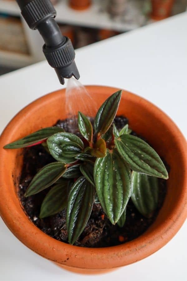 Peperomia Rosso watering