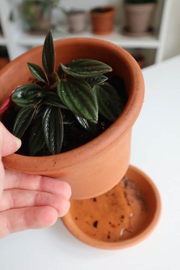 Peperomia Rosso draining