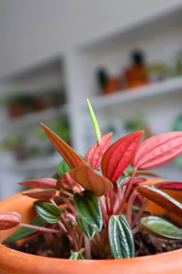 The rich colours of the Peperomia Rosso.