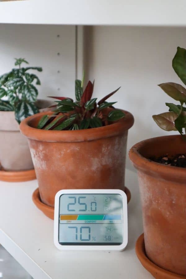 Peperomia Rosso temperature and humidity