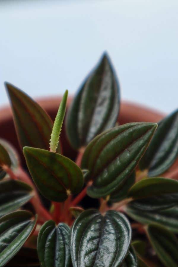 The floral spikes of Peperomia Rosso