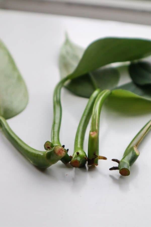 Philodendron Silver Sword cuttings