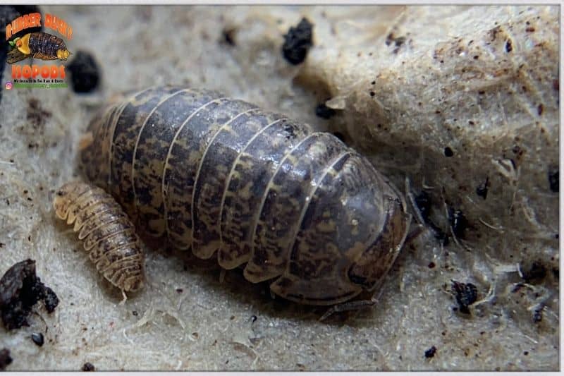 Sabah Isopods (Cubaris sp)