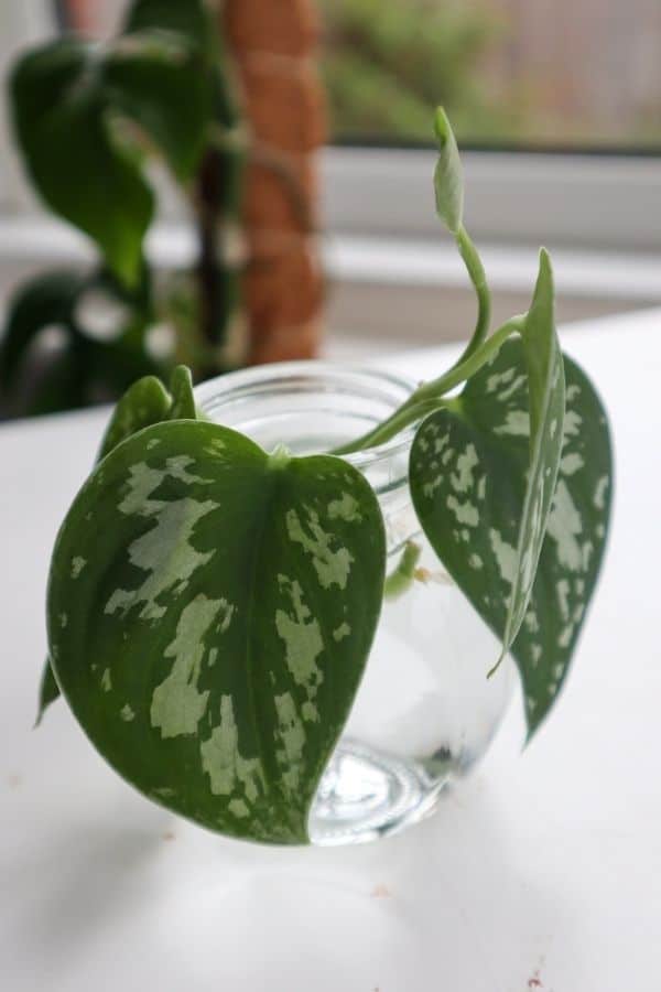 Satin Pothos cuttings rooting via water propagation