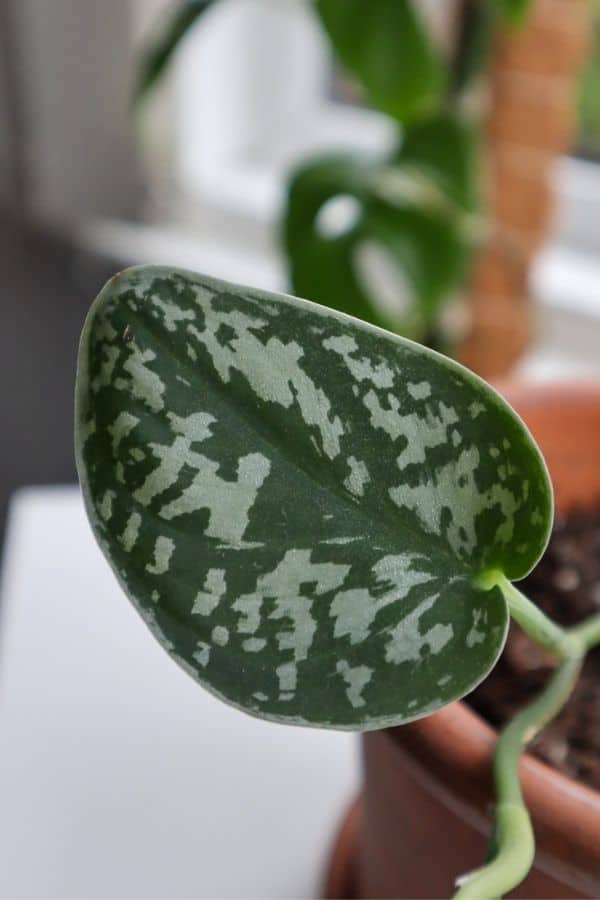 Satin Pothos leaf