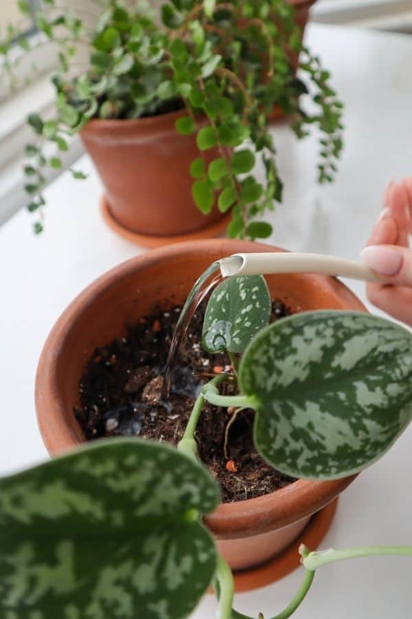 Satin Pothos watering