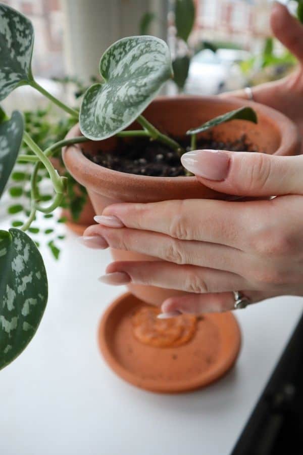 Satin Pothos watering