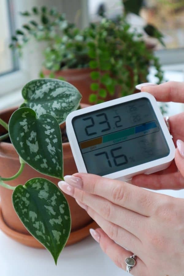 Satin Pothos temperature and humidity