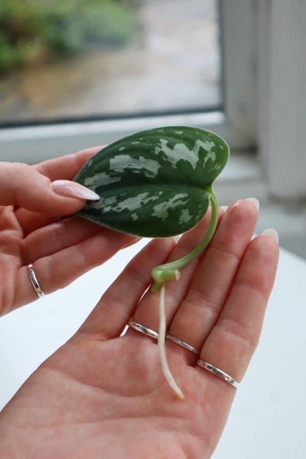 Satin Pothos cutting