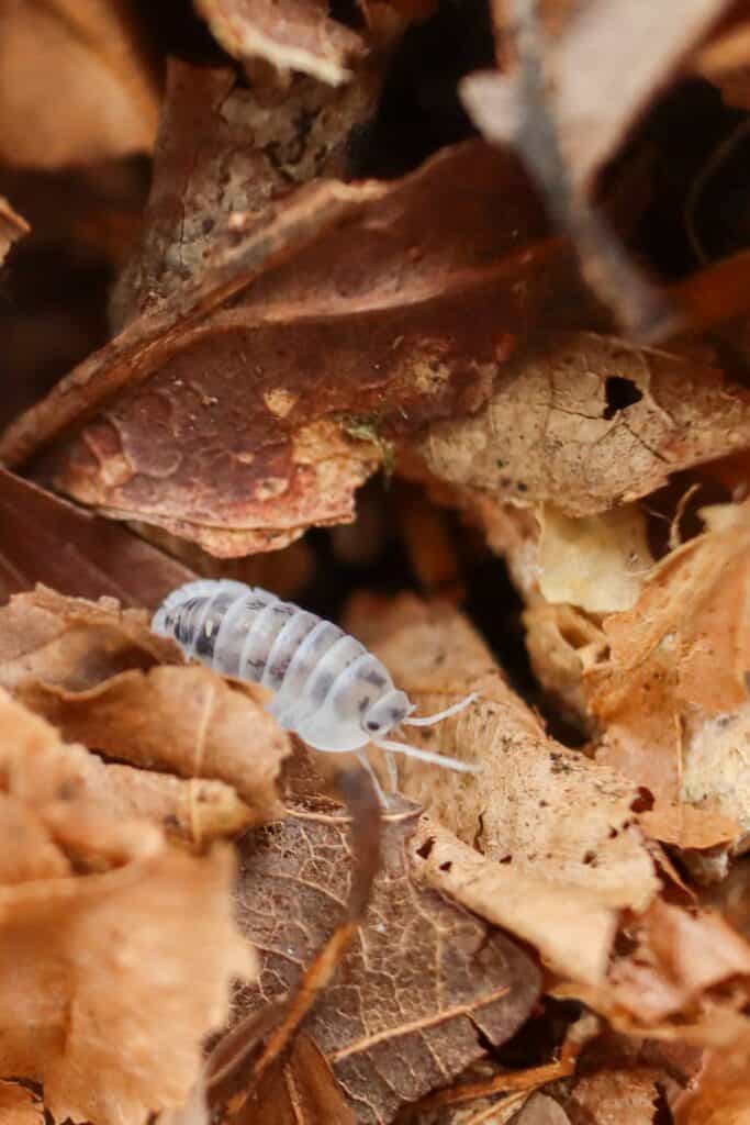 Terrarium Isopods and Springtails (Bioactive Combo 101)
