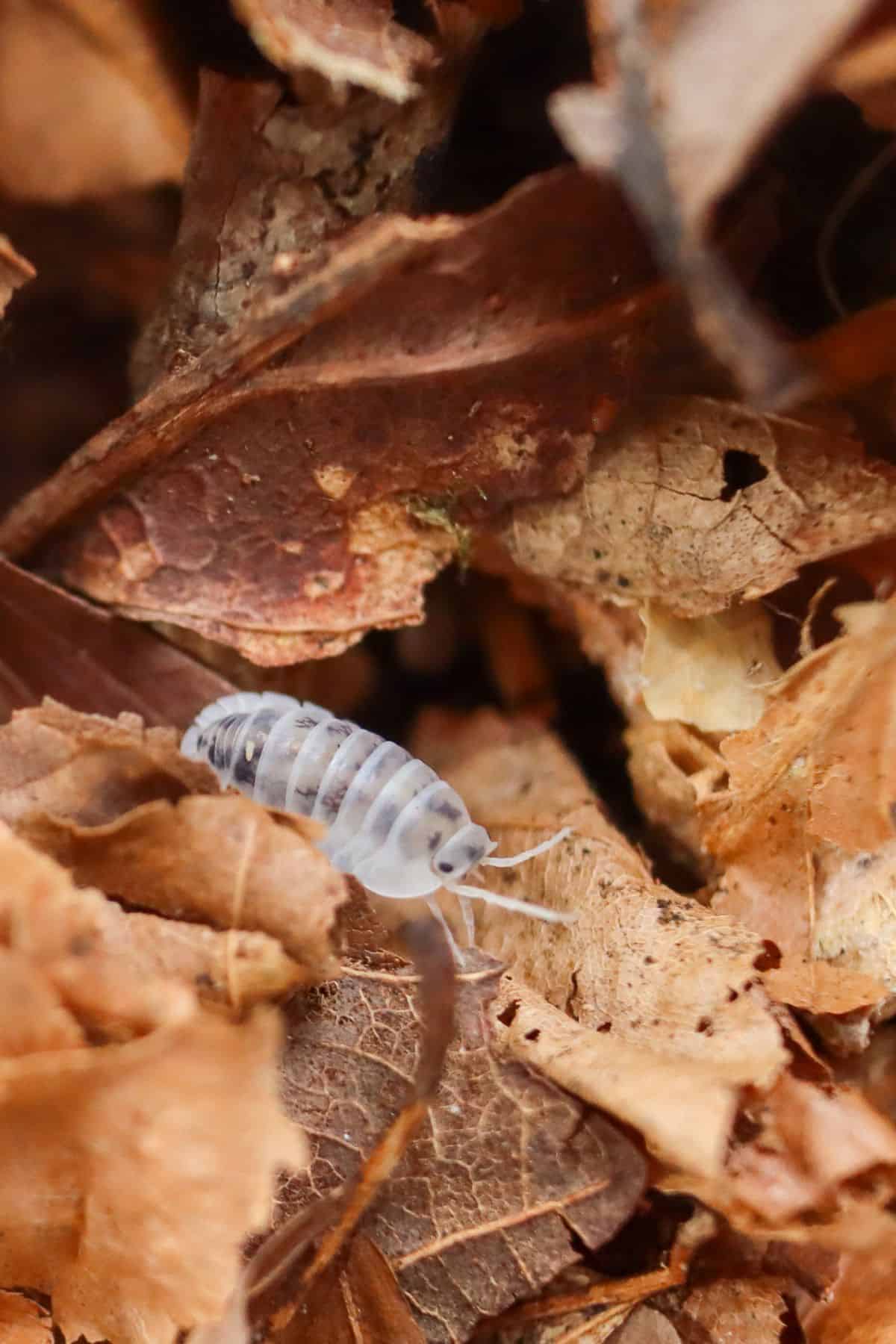 Shiro Utsuri isopods on leaf