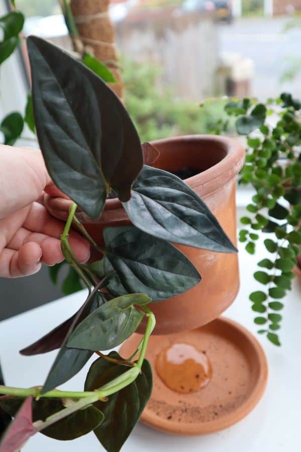 Watering Syngonium erythrophyllum ‘Llano Carti Road’