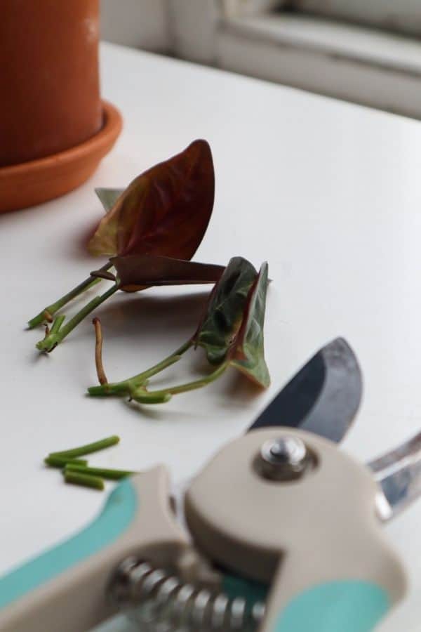 Syngonium erythrophyllum ‘Llano Carti Road’ propagation