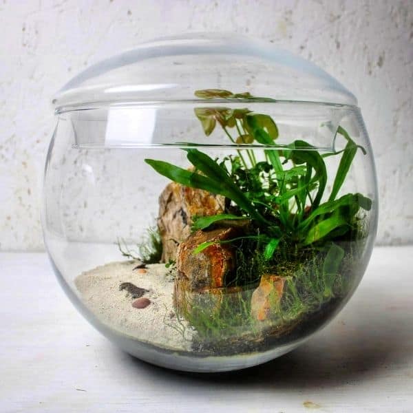 Terrarium Sand The Nitty Gritty Details (Types & 3 Uses)