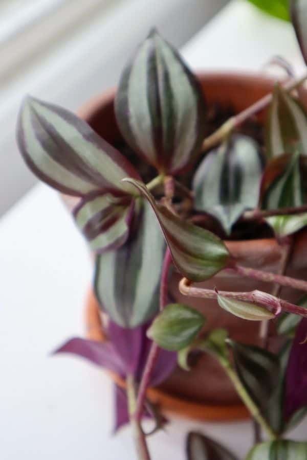 Tradescantia zebrina up close