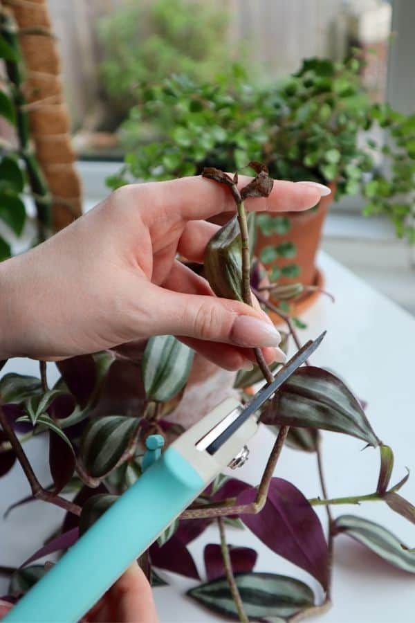 Tradescantia zebrina pruning