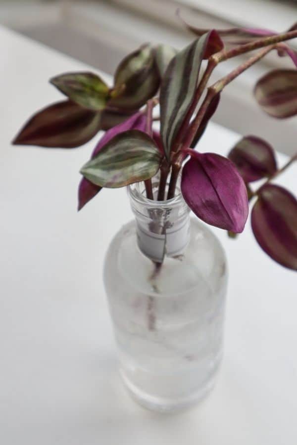 Tradescantia zebrina propagation