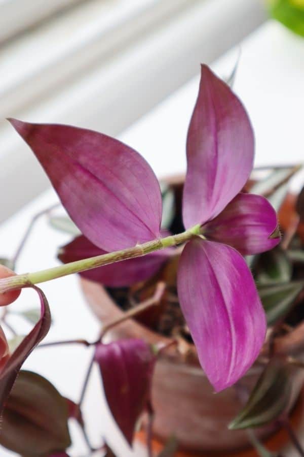 Tradescantia zebrina back of leaf