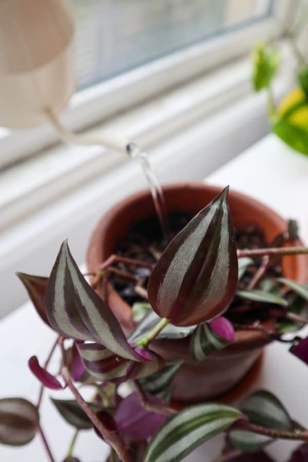 Tradescantia zebrina watering