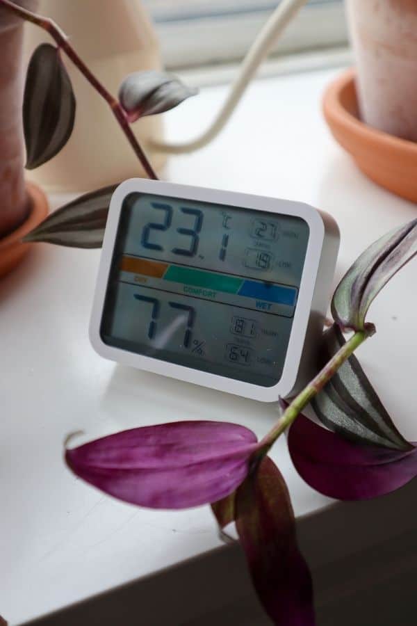 Tradescantia zebrina temperature and humidity