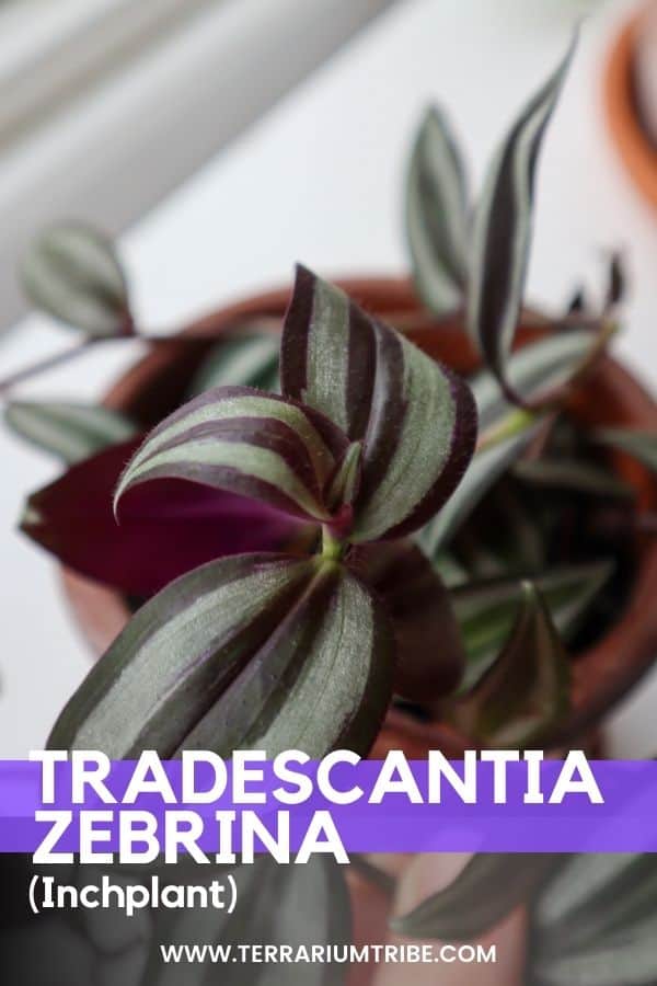 Tradescantia zebrina hero image