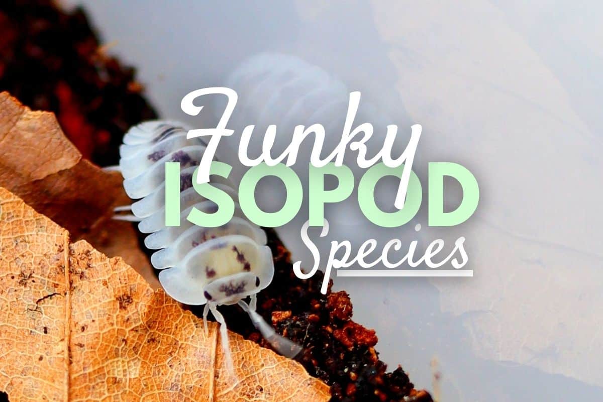 isopod in leaf litter