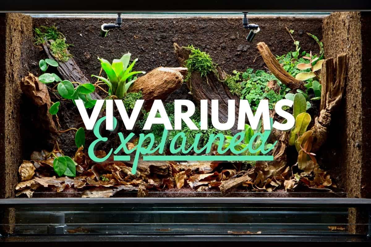 Vivariums Made Easy - The Complete DIY Guide (+ Bioactive)