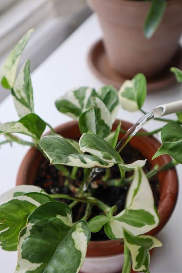 Watering an Njoy Pothos