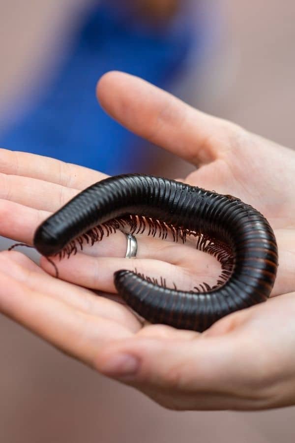 African Giant Millipede