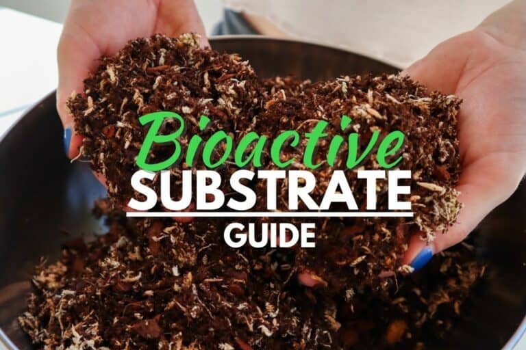 Bioactive Substrate