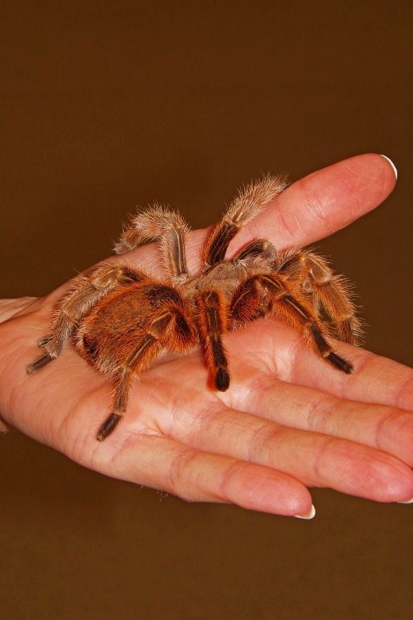 Chilean Rose Tarantula 